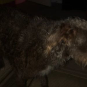 Meet your Posher, Ash